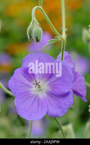 Geranium 'Orion' géranium sanguin, une plante vivace à fleurs bleu lilas en un automne précoce jardin frontière. UK. Aga Banque D'Images