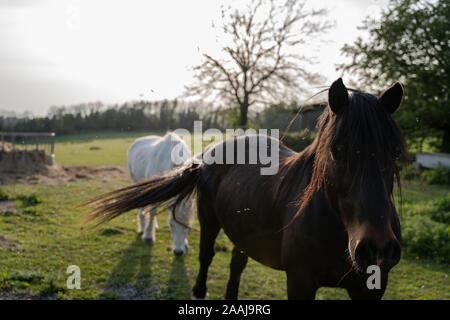 Chevaux dans un champ d'herbe au printemps été, les Cotswolds Angleterre, Royaume-Uni Banque D'Images