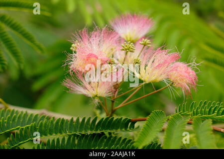 Albizia julibrissin 'Tropical Dream'. Arbre à soie persans affichage fleurs roses duveteuses distinctif à la fin de l'été - septembre. UK Banque D'Images