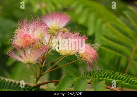 Albizia julibrissin 'Tropical Dream'. Arbre à soie persans affichage fleurs roses duveteuses distinctif à la fin de l'été - septembre. UK Banque D'Images