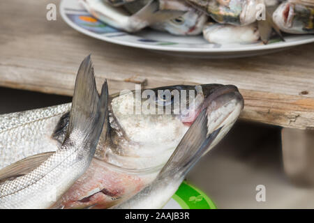 bar de mer, poissons frais Banque D'Images