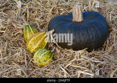 Trois gourdes ornementales à rayures avec une grande courge vert foncé sur un lit de paille fraîche à l'automne Banque D'Images