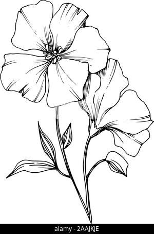 Vector floral fleurs botanique de lin. Gravée en noir et blanc L'art d'illustration de lin isolés élément. Illustration de Vecteur