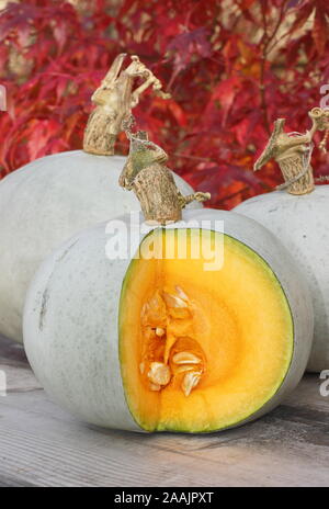 Cucurbita maxima 'Prince'. Peau bleu fraîchement récoltés, le Prince squash, tranchées pour révéler la chair vibrante. Banque D'Images