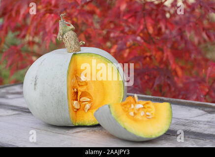 Cucurbita maxima 'Prince'. Peau bleu fraîchement récoltés, le Prince squash, tranchées pour révéler la chair vibrante. Banque D'Images