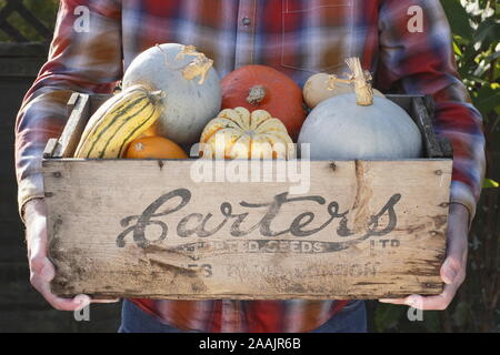 Cucurbita. Citrouilles et courges fraîchement récoltées dans une ancienne caisse de semences en bois. ROYAUME-UNI Banque D'Images