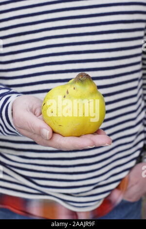 L'homme détient fraîchement cueilli le cognassier 'Vranja', un parfum, des fruits en forme de poire. UK Banque D'Images