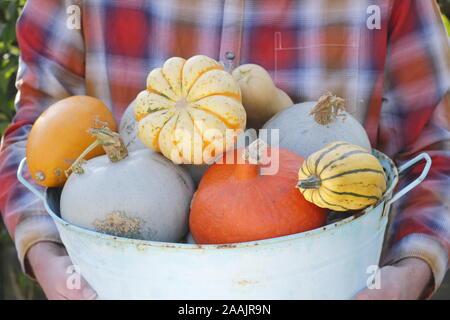 Cucurbita. Des citrouilles et des cendres fraîchement récoltées sont transportées dans un jardin de cuisine pour une exposition d'automne. ROYAUME-UNI Banque D'Images