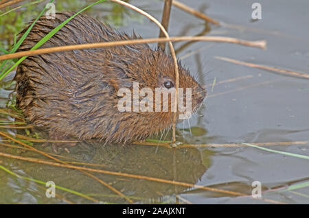 Arvicola Amphibius campagnol d'eau captive Banque D'Images