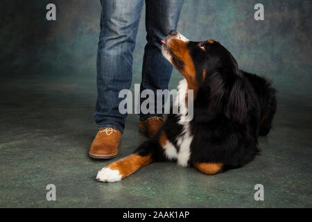 Homme debout à côté de Bernese Mountain Dog Banque D'Images