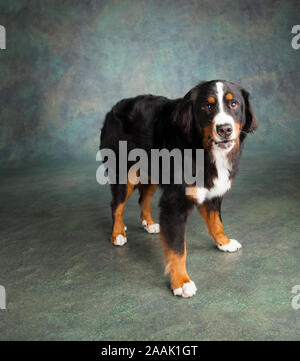 Portrait de Bernese Mountain Dog Banque D'Images