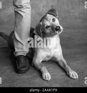 Homme debout à côté du chien Banque D'Images