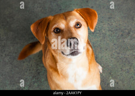 Portrait de chien Banque D'Images