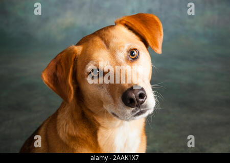 Portrait de Redbone Coonhound Banque D'Images