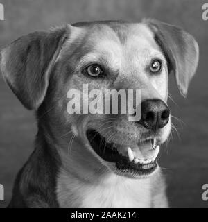 Studio shot of Redbone Coonhound Banque D'Images