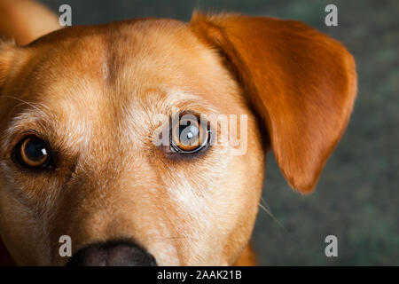 Close-up of Redbone Coonhound Banque D'Images