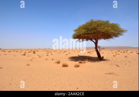 Acacia à l'Erg Chigaga, désert du Sahara. Maroc Banque D'Images