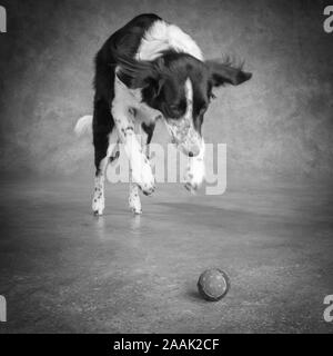 Studio shot of Border Collie jumping Banque D'Images