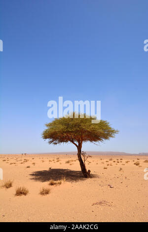 Acacia à l'Erg Chigaga, désert du Sahara. Maroc Banque D'Images