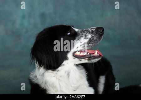 Portrait de studio de Border Collie mix Banque D'Images