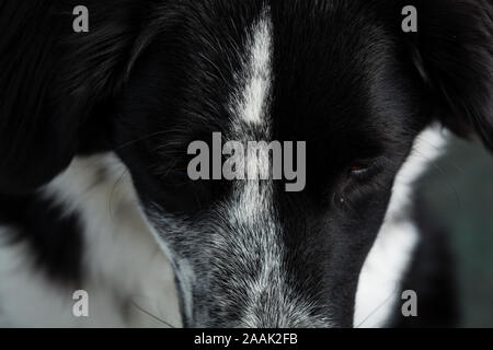 Portrait de studio de Border Collie mix Banque D'Images