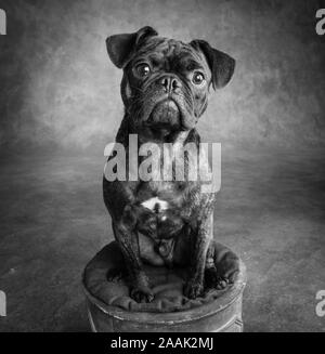 Portrait de studio de mixage Bulldog Pug Banque D'Images