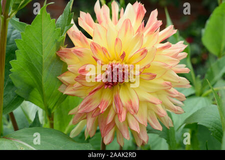 Dahlia cactus Semi. Nom Mon Amour. Close-up de grande fleur avec pétales de rose jaune avec des conseils. Banque D'Images