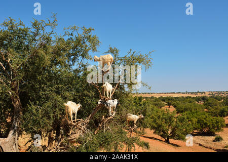 Chèvres sur un arbre d'Argan. L'huile d'argan est devenue un produit à la mode en Europe et en Amérique du Nord. Essaiura, Maroc Banque D'Images