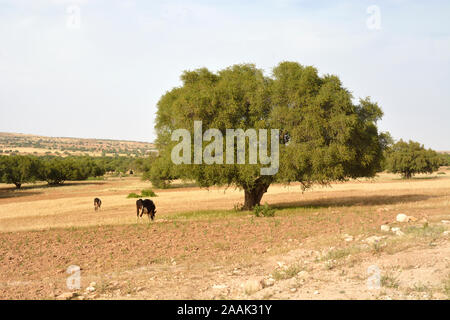 L'arbre d'Argan. L'huile d'argan est devenue un produit à la mode en Europe et en Amérique du Nord. Essaiura, Maroc Banque D'Images