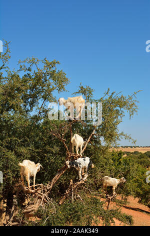 Chèvres sur un arbre d'Argan. L'huile d'argan est devenue un produit à la mode en Europe et en Amérique du Nord. Essaiura, Maroc Banque D'Images