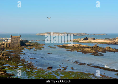 Les îles de Mogador, l'ancienne Iles Purpuraires en face de Essaouira, où les Romains et les Phéniciens ont traité les murex et coquilles trouvées dans le purpura Banque D'Images