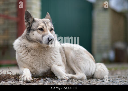 Portrait d'une race de chien Laika de Sibérie occidentale assis à l'extérieur dans une cour. Banque D'Images