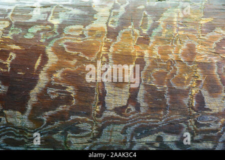 Tige de découpe joints toriques, maisons en bois rond de près. wood texture background Banque D'Images