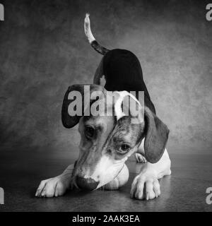 Studio shot of mixed breed dog jouer avec balle de tennis Banque D'Images