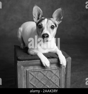 Studio Portrait de Jack Russell Terrier sur fort Banque D'Images