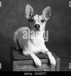 Studio Portrait de Jack Russell Terrier sur fort Banque D'Images