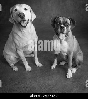 Studio portrait de Boxer et Golden Retriever Lab mix Banque D'Images