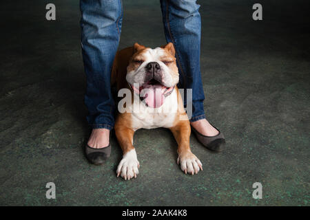 Portrait de studio de Bulldog anglais avec des jambes de femme Banque D'Images