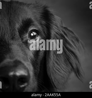 Close-up of mixed breed dog Banque D'Images