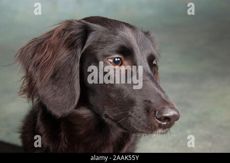 Studio portrait of dog Banque D'Images