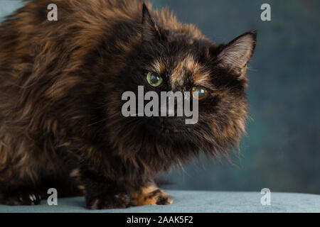 Studio portrait de chat à poils longs Banque D'Images