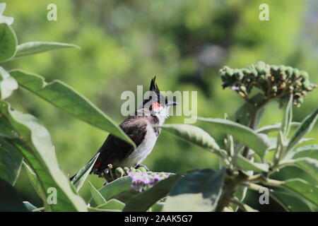 Bulbul moustac-rouge ou crested bulbul pycnonotus jocosus () est assis sur une branche dans un parc à Kolkata, Bengale occidental en Inde Banque D'Images