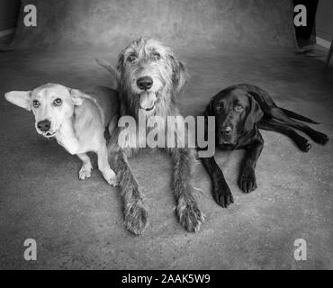 Studio portrait of Irish Wolf hound dog, Labrador dogue allemand chien mixte, et un Westie Labrador chien mixte Banque D'Images