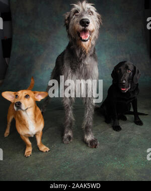 Studio portrait of Irish Wolf hound dog, Labrador dogue allemand chien mixte, et un Westie Labrador chien mixte Banque D'Images