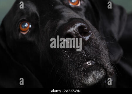 Portrait de Grand Danois chien mix Lab Banque D'Images