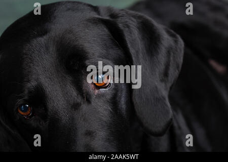 Portrait de Grand Danois chien mix Lab Banque D'Images