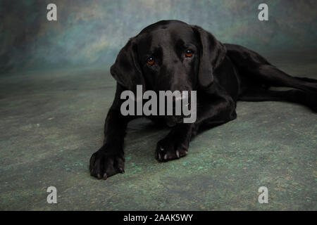 Portrait de studio de Labrador dogue allemand chien mixte Banque D'Images