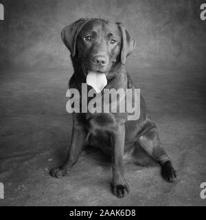 Portrait de labrador Chocolat sticking out tongue Banque D'Images