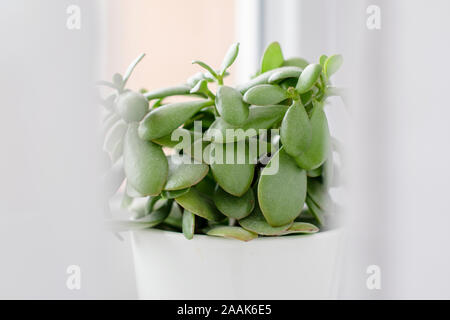 Plante d'intérieur - succulentes crassula ovata jade plant, usine d'argent en blanc pot par la fenêtre avec des rideaux blancs en premier plan Banque D'Images