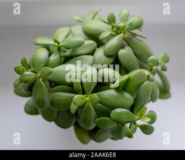 Haut de page vue sur piscine plante succulentes crassula ovata - jade plant, usine d'argent en blanc pot par la fenêtre Banque D'Images